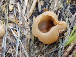 Attēlu rezultāti vaicājumam “Peziza vesiculosa”