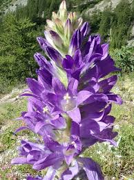 Image result for Campanula spicata