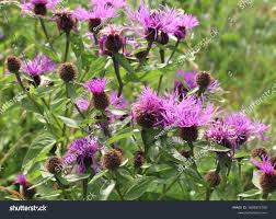 Attēlu rezultāti vaicājumam “Centaurea phrygia bud”