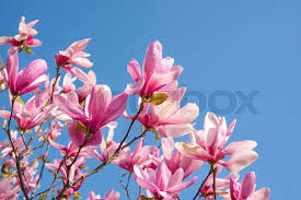 Attēlu rezultāti vaicājumam “Magnolia cylindrica flower”