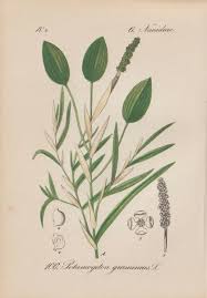 Attēlu rezultāti vaicājumam “Potamogeton gramineus”