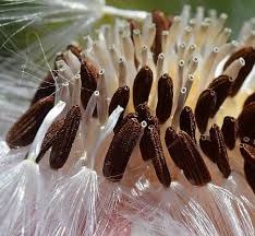 Attēlu rezultāti vaicājumam “Sonchus arvensis subsp. uliginosus fruit”