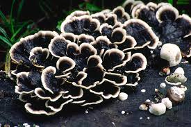 Attēlu rezultāti vaicājumam “Trametes versicolor”