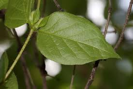 Attēlu rezultāti vaicājumam “Lonicera ferdinandii”