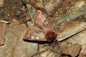 Attēlu rezultāti vaicājumam “Cerastis leucographa”