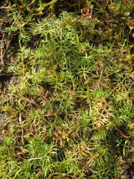 Attēlu rezultāti vaicājumam “Sphagnum inundatum”