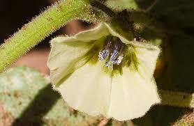 Attēlu rezultāti vaicājumam “Physarum xanthinum sessile”