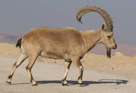 Attēlu rezultāti vaicājumam “Capra”