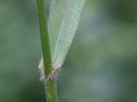 Attēlu rezultāti vaicājumam “Bromopsis benekenii”