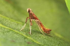 Attēlu rezultāti vaicājumam “Caloptilia hemidactylella”