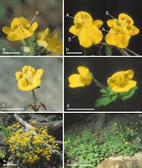 Attēlu rezultāti vaicājumam “Scrophulariaceae”