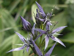 Attēlu rezultāti vaicājumam “Swertia perennis”