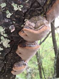 Attēlu rezultāti vaicājumam “Phellinus pomaceus”