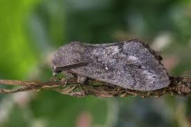 Attēlu rezultāti vaicājumam “Cribraria ferruginea macro”