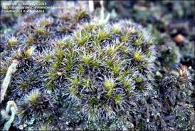 Attēlu rezultāti vaicājumam “Campylopus introflexus”