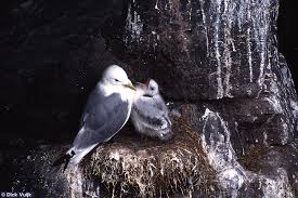 Attēlu rezultāti vaicājumam “Rissa tridactyla nest”