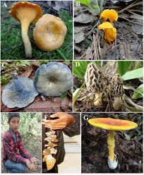 Attēlu rezultāti vaicājumam “Cantharellus cibarius”