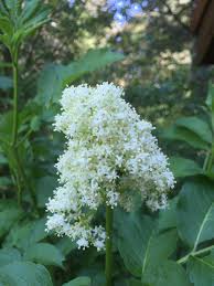 Attēlu rezultāti vaicājumam “Sambucus racemosa flower”