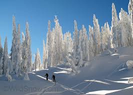 Image result for skiptondivers