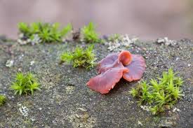 Attēlu rezultāti vaicājumam “Cytidia salicina”