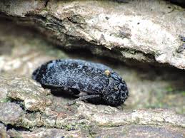 Attēlu rezultāti vaicājumam “Dermestes murinus”