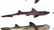 Image result for Mustelus palumbes