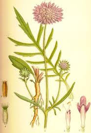 Image result for Knautia arvensis