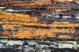 Attēlu rezultāti vaicājumam “Crustoderma dryinum”