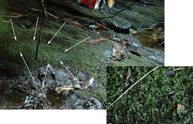 Attēlu rezultāti vaicājumam “Lophocolea coadunata”