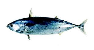 Image result for Euthynnus affinis