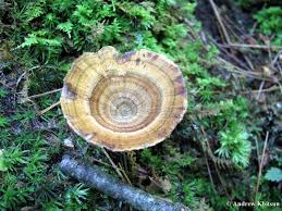 Attēlu rezultāti vaicājumam “Coltricia perennis”