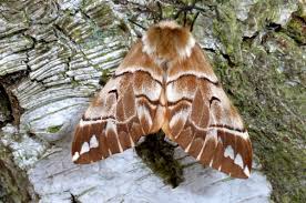 Attēlu rezultāti vaicājumam “Endromidae”