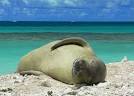 Expedition granted   hoping to save nearly extinct seals through