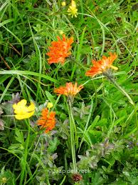 Image result for Hieracium aurantiacum