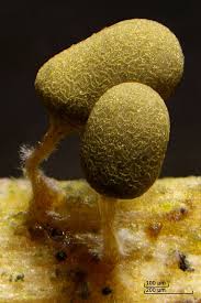 Attēlu rezultāti vaicājumam “Heterotrichia pomiformis (syn. Arcyria pomiformis)”