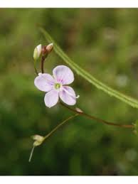 Attēlu rezultāti vaicājumam “Veronica scutellata flower”