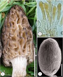 Attēlu rezultāti vaicājumam “Morchella sp.”