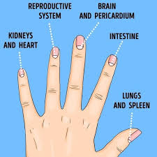 Image result for lunula nail