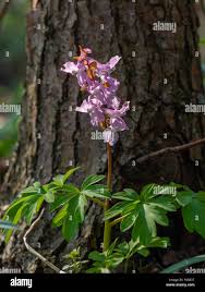 Attēlu rezultāti vaicājumam “Corydalis cava flower”