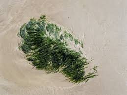 Attēlu rezultāti vaicājumam “Chlorophyta”