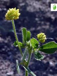 Attēlu rezultāti vaicājumam “Medicago lupulina flower”