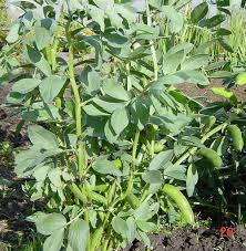 Attēlu rezultāti vaicājumam “Vicia faba”