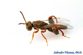 Attēlu rezultāti vaicājumam “Torymidae”