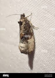 Attēlu rezultāti vaicājumam “Hedya nubiferana”