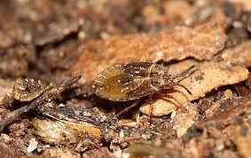 Attēlu rezultāti vaicājumam “Acalypta carinata”