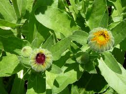 Attēlu rezultāti vaicājumam “Calendula officinalis flower”