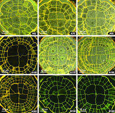 Attēlu rezultāti vaicājumam “Atrichum undulatum sporophyte”