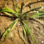 Attēlu rezultāti vaicājumam “Alisma gramineum leaf”