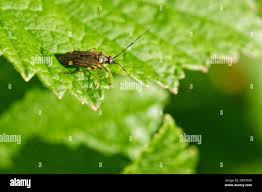 Attēlu rezultāti vaicājumam “Closterotomus biclavatus”