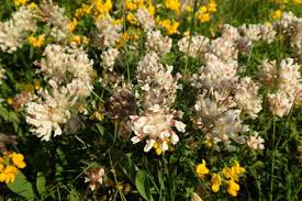 Image result for Anthyllis vulneraria rubra